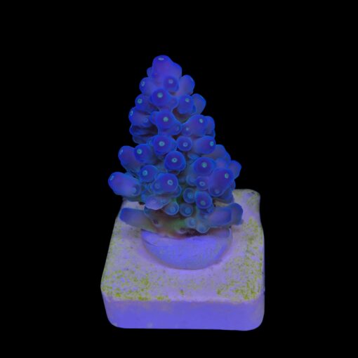 Lorips Blue Tips M