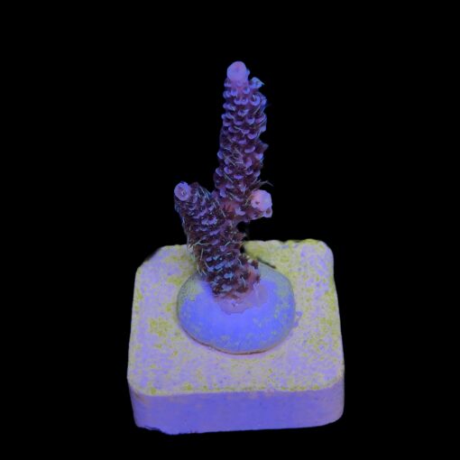 Millepora Blue M
