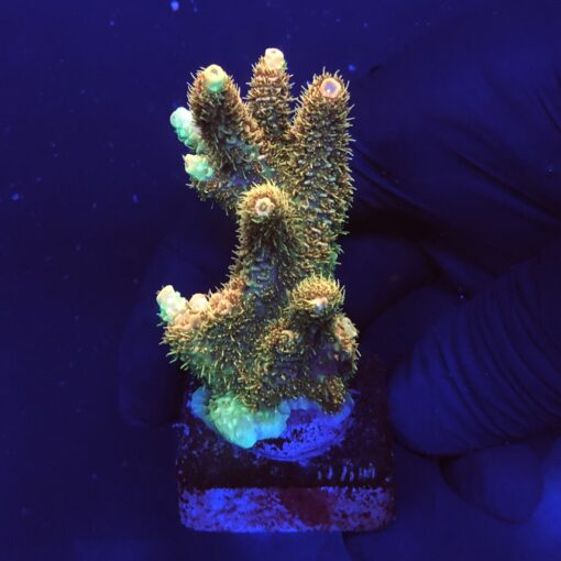 Millepora Orange Yellow Tips G