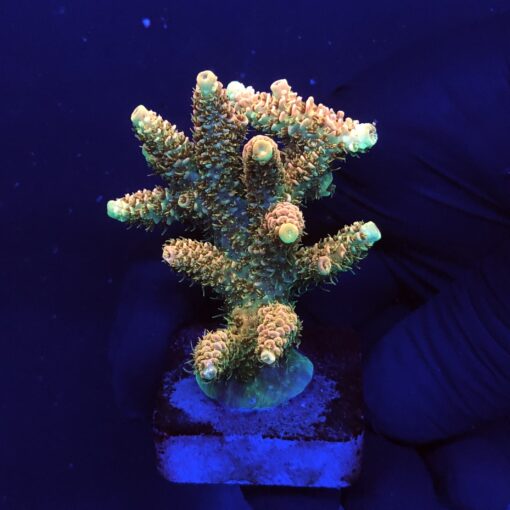 Millepora Orange Yellow Tips G