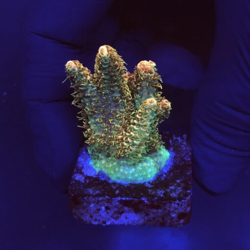 Millepora Orange Yellow Tips M
