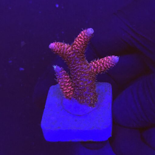 Millepora Pink M