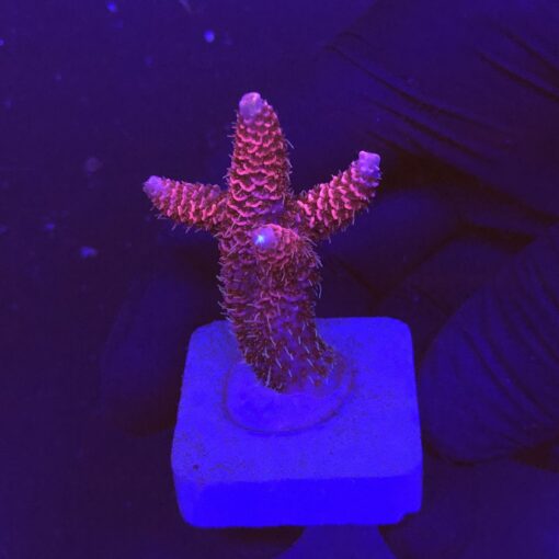 Millepora Pink M