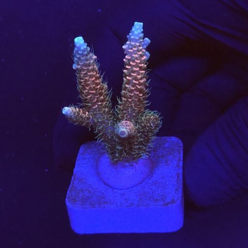 Millepora Tricolor M