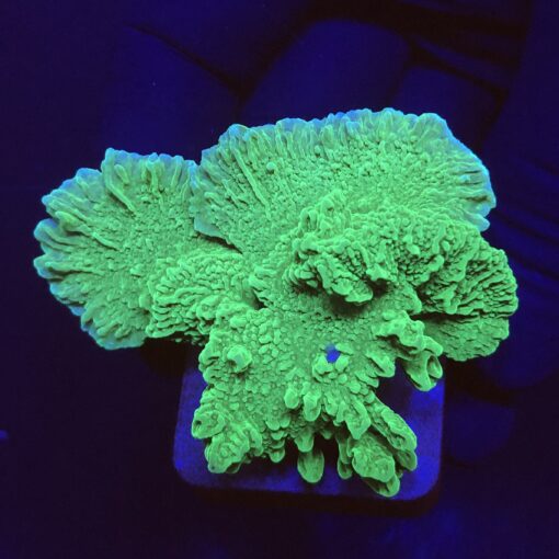 Montipora Capricornio Green M