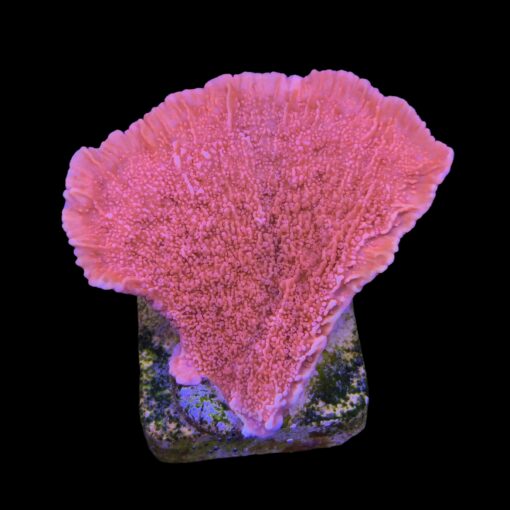 Montipora Capricórnio Laranja M