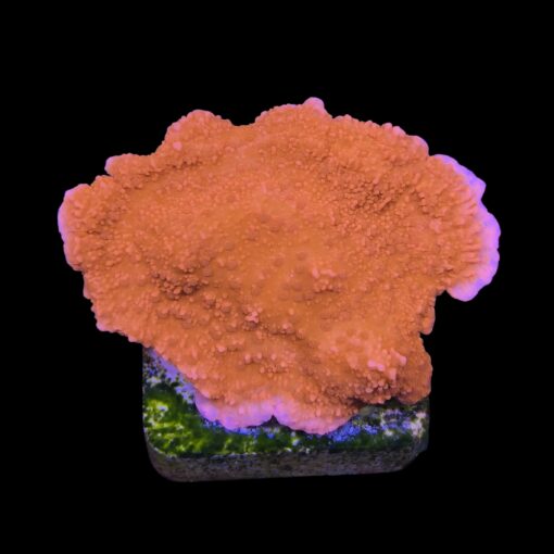 Montipora Capricórnio Laranja M