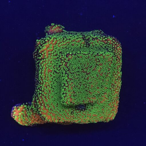 Montipora Sunset M