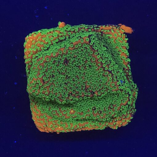 Montipora Sunset M