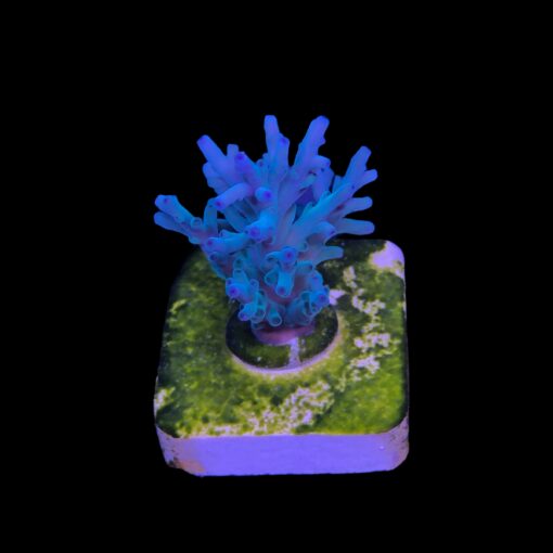 Echinata Hawkins P