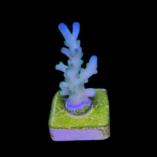 Granulosa Northern Lights M