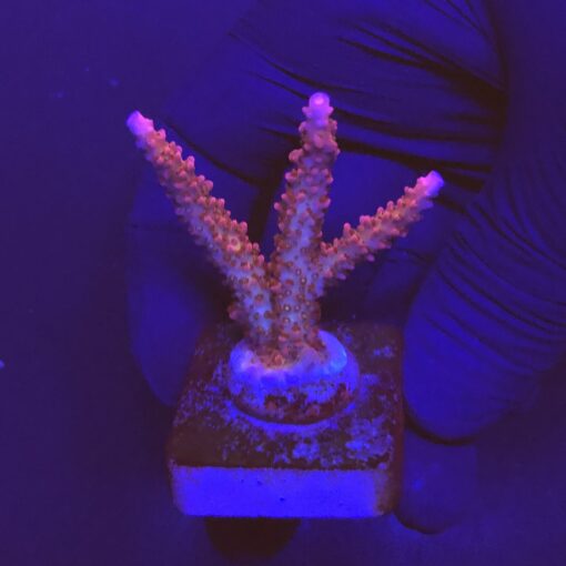 Red Robin Staghorn M