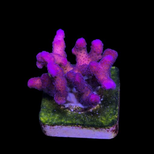 Stylophora Pink M