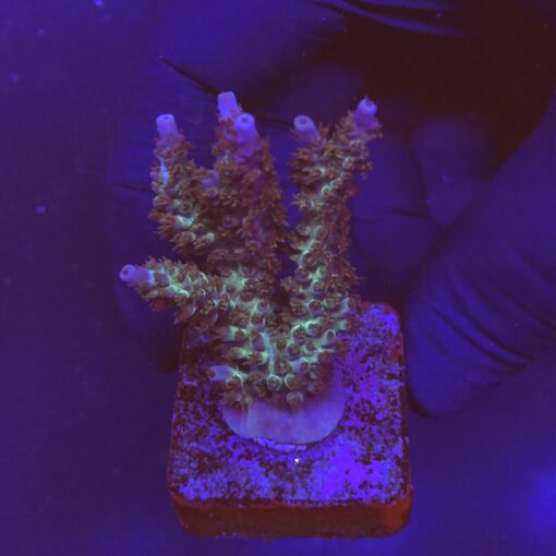 Subulata Purple M