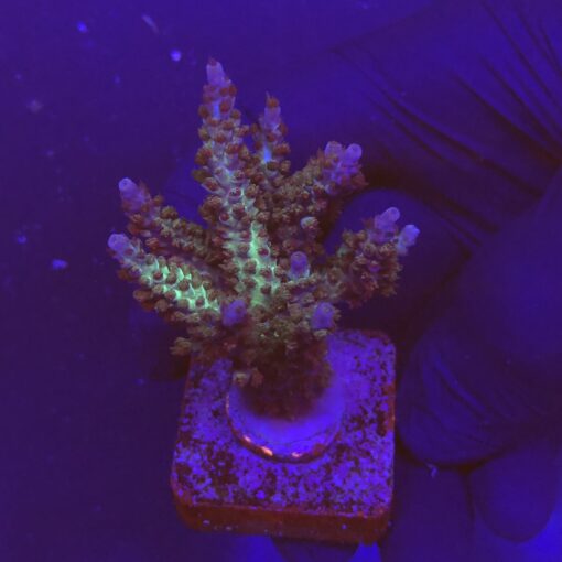 Subulata Purple M
