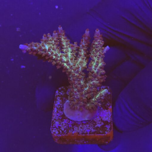 Subulata Purple M