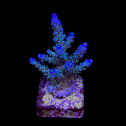 OR Tenuis Blue Ice M