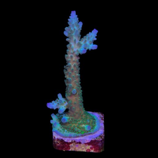 Tortuosa Turcoise G