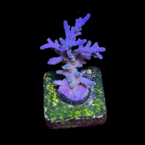 Caroliniana Purple Neon Polyps M