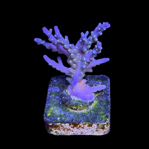 Caroliniana Purple Neon Polyps M