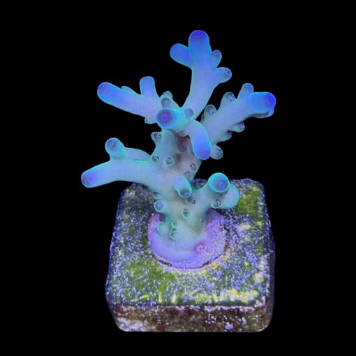 Granulosa Northern Lights M