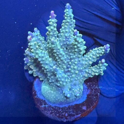 Insignis Mini Colônia