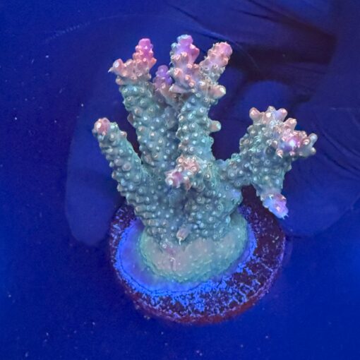 Insignis Mini Colônia