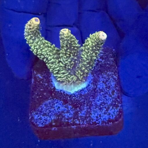 Millepora Blaze M