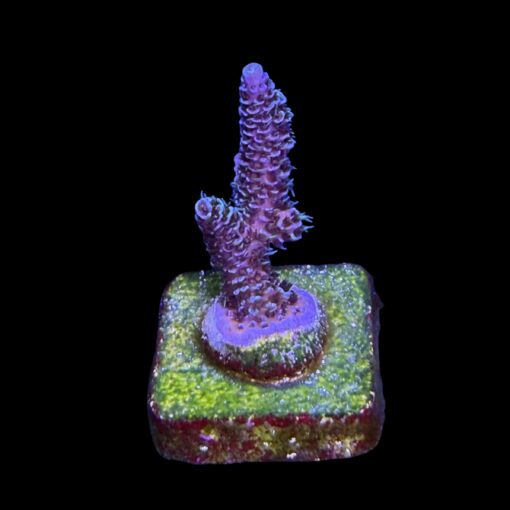 Millepora Blue M