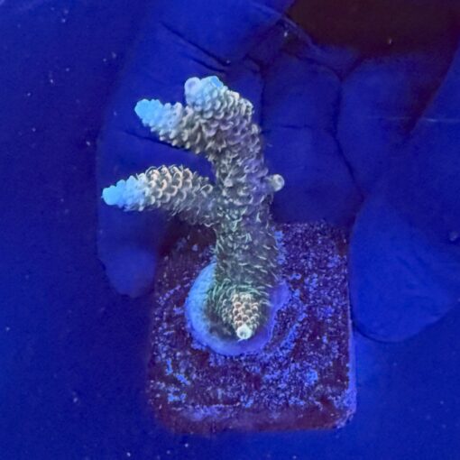 Millepora Tricolor M