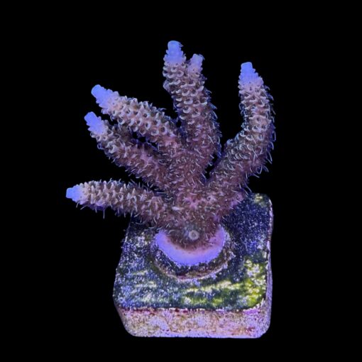 Millepora Tricolor M