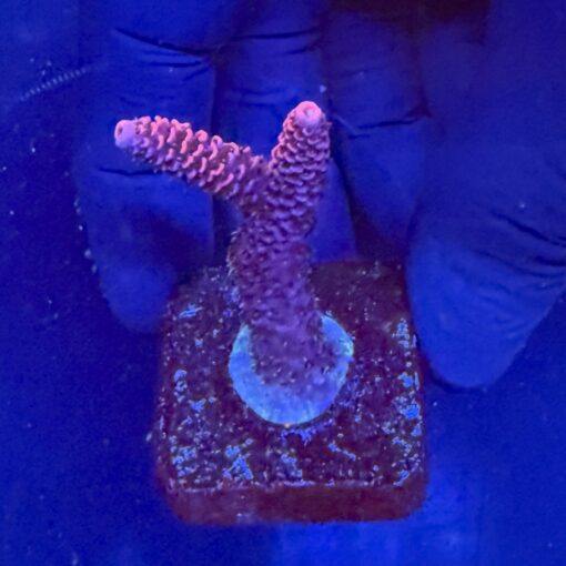 Millepora Pink M