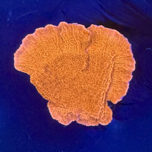 Montipora Capricórnio Laranja M