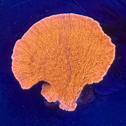 Montipora Capricórnio Laranja M