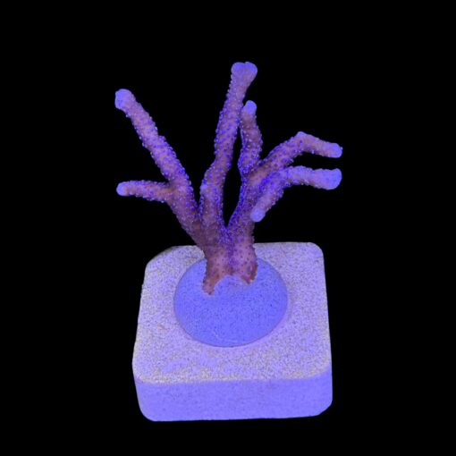 Montipora Digitada Blue German M