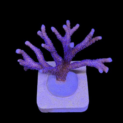Montipora Digitada Blue German M