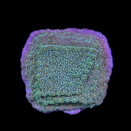 Montipora Undata Purple G