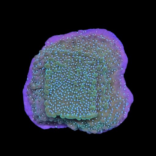 Montipora Undata Purple G