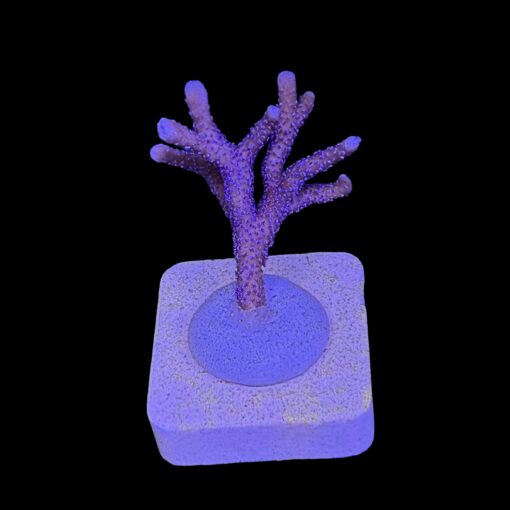 Montipora Digitada Blue German M