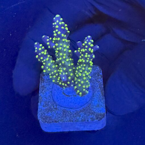 Nana Purple Neon Polyps M