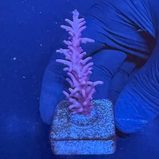 Pink Dragon M