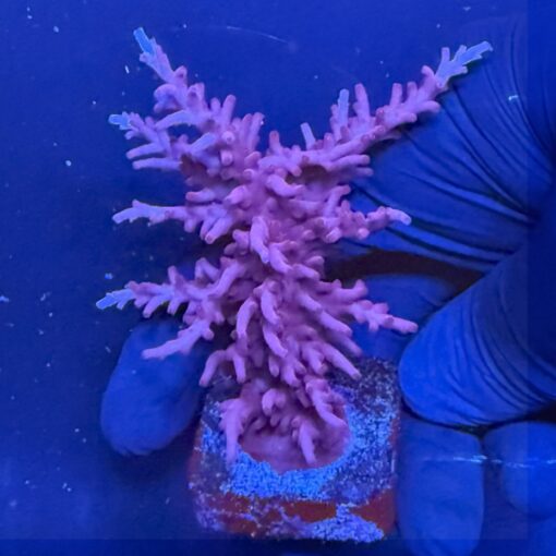 Pink Dragon Mini Colônia