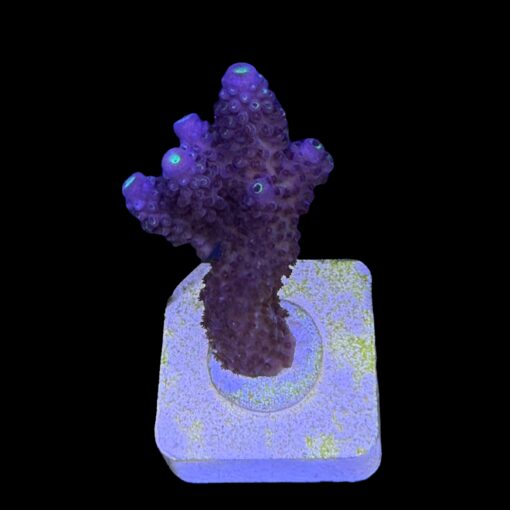 Salmoensis Purple M