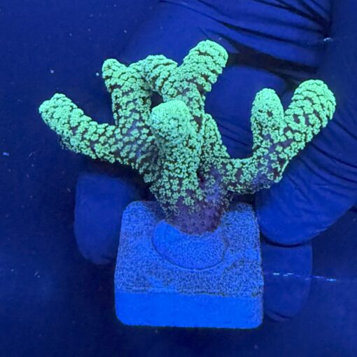 Seriatopora Caliendrum M
