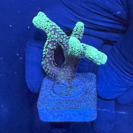 Seriatopora Caliendrum M