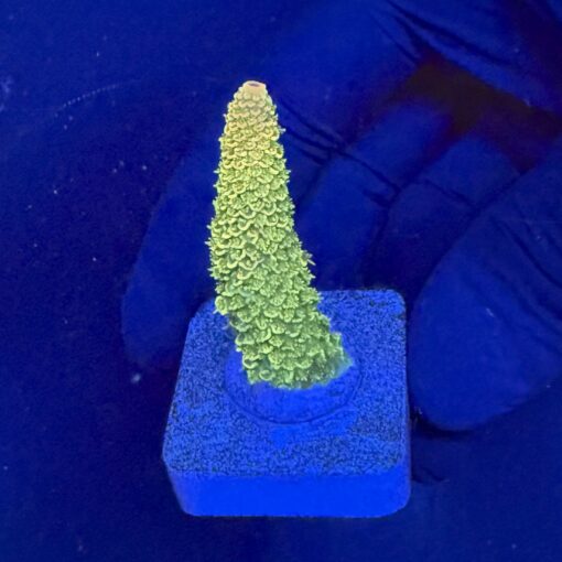 Spathulata Golden M