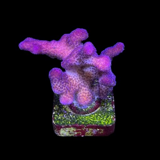 Stylophora Pink G
