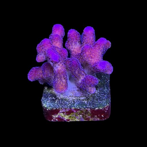 Stylophora Pink M
