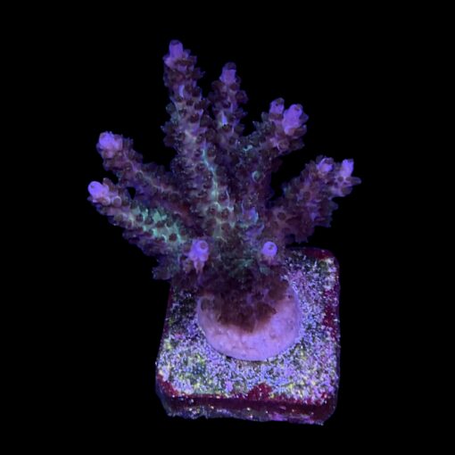 Subulata Purple G