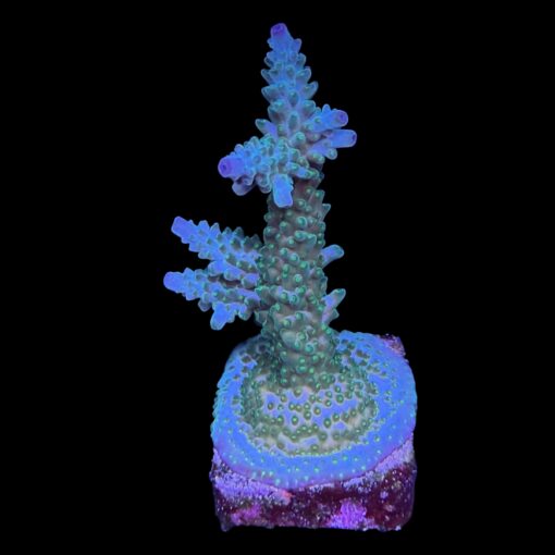 Tortuosa Turcoise G